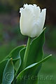 Tulipa Honey Moon - tulipán Honey Moon - celá rostlina - 12.4.2007 - Lanžhot (BV) - soukromá zahrada