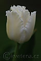 Tulipa Honey Moon - tulipán Honey Moon - květ - 12.4.2007 - Lanžhot (BV) - soukromá zahrada