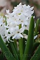 Hyacinthus Carnegie - hyacint Carnegie - celá rostlina - 5.4.2008 - Lanžhot (BV) - soukromá zahrada