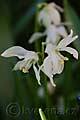 Scilla siberica var. alba - ladoňka sibiřská bílá - květ - 29.3.2008 - Lanžhot (BV) - soukromá zahrada