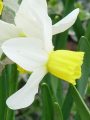 Narcissus Jack Snipe - narcis - květ - 17.4.2005 - Lanžhot (BV) - soukromá zahrada