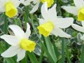 Narcissus Jack Snipe - narcis - květ - 17.4.2005 - Lanžhot (BV) - soukromá zahrada
