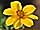 Bidens ferulifolia 'Summerlovers Oly Star' dvouzubec 'Summerlovers Oly Star'