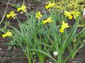 Narcissus Warbler - narcis - výsadba - 17.4.2005 - Lanžhot (BV) - soukromá zahrada