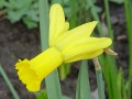 Narcissus Warbler - narcis - květ - 17.4.2005 - Lanžhot (BV) - soukromá zahrada