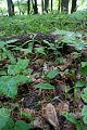 Maianthemum bifolium - pstroček dvoulistý - lokalita - 8.5.2007 - Lanžhot (BV) - Obora - Soutok