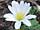 Anemonoides blanda 'White Splendour' sasanka vábná 'White Splendour'
