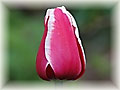 Triuph tulipány