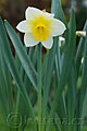 Narcissus Smiling Sun - narcis Smiling Sun - celá rostlina - 13.4.2007 - Lanžhot (BV) - soukromá zahrada