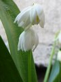 Scilla siberica var. alba - ladoňka sibiřská bílá - květ - 2.4.2005 - Lanžhot (BV) - soukromá zahrada