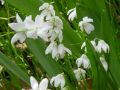 Scilla siberica var. alba - ladoňka sibiřská bílá - květ - 9.4.2006 - Lanžhot (BV) - soukromá zahrada