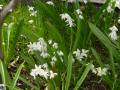 Scilla siberica var. alba - ladoňka sibiřská bílá - květ - 9.4.2006 - Lanžhot (BV) - soukromá zahrada
