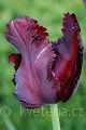 Tulipa Black Parrot - tulipán Black Parrot - květ - 19.4.2007 - Lanžhot (BV) - soukromá zahrada