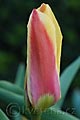 Tulipa fosteriana Reginald Dixon - tulipán Reginald Dixon - květ - 29.3.2008 - Lanžhot (BV) - soukromá zahrada