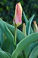 Tulipa fosteriana Reginald Dixon - tulipán Reginald Dixon - celá rostlina - 29.3.2008 - Lanžhot (BV) - soukromá zahrada
