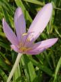 Colchicum autumnale - ocún jesenní - květ - 23.9.2006 - Lanžhot (BV) - Louka u zámečku Lány