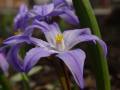 Chionodoxa forbesii - ladonička - květ - 9.4.2006 - Lanžhot (BV) - soukromá zahrada