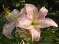 Lilium Xotica - lilie Xotica - květ - 24.7.2006 - Lanžhot (BV) - soukromá zahrada