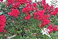 Rosa Pauls Scarlet Climber - růže Pauls Scarlet Climber - celá rostlina - 12.6.2011 - Lanžhot (BV) - soukromá zahrada
