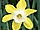 Narcissus 'Dicksickel' narcis 'Dicksickel'