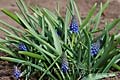 Muscari armeniacum - modřenec arménský - celá rostlina - 6.4.2008 - Lanžhot (BV) - soukromá zahrada