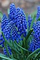 Muscari armeniacum - modřenec arménský - květ - 12.4.2008 - Lanžhot (BV) - soukromá zahrada