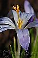 Crocus tommasinianus Lilac Beauty - šafrán Tommasiniho Lilac Beauty - květ - 8.3.2008 - Lanžhot (BV) - soukromá zahrada