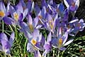 Crocus tommasinianus Lilac Beauty - šafrán Tommasiniho Lilac Beauty - celá rostlina - 14.3.2009 - Lanžhot (BV) - soukromá zahrada