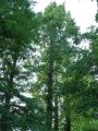 Metasequoia glyptostroboides - metasekvoje čínská - celá rostlina - 6.9.2003 - Lednice (BV) - zámecký park