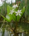 Menyanthes trifoliata - vachta trojlistá - celá rostlina - 26.4.2003 - Lanžhot (BV) - soukromá zahrada