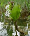Menyanthes trifoliata - vachta trojlistá - celá rostlina - 26.4.2003 - Lanžhot (BV) - soukromá zahrada