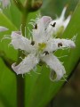 Menyanthes trifoliata - vachta trojlistá - květ - 26.4.2003 - Lanžhot (BV) - soukromá zahrada