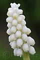 Muscari botryoides var. album - modřenec širolistý bílý - květ - 5.4.2008 - Lanžhot (BV) - soukromá zahrada