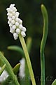 Muscari botryoides var. album - modřenec širolistý bílý - celá rostlina - 5.4.2008 - Lanžhot (BV) - soukromá zahrada