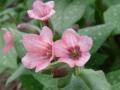 Pulmonaria saccharata 'Dora Bielefeld' plicník