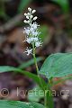 Maianthemum bifolium - pstroček dvoulistý - květ - 8.5.2007 - Lanžhot (BV) - Obora - Soutok