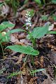 Maianthemum bifolium - pstroček dvoulistý - celá rostlina - 8.5.2007 - Lanžhot (BV) - Obora - Soutok