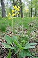 Primula veris - prvosenka jarní - lokalita - 1.5.2008 - Tvarožná Lhota (HO) - NPR Čertoryje