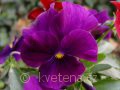 Viola ×cornuta Twix®F1 Violet - violka ×cornuta Twix®F1 Violet - květ - 7.10.2006 - Lanžhot (BV) - soukromá zahrada