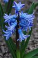 Hyacinthus Sky Jacket - hyacint Sky Jacket - celá rostlina - 18.3.2007 - Lanžhot (BV) - soukromá zahrada