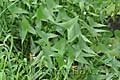 Sagittaria sagittifolia - šípatka střelolistá - celá rostlina - 15.8.2010 - Lanžhot (BV) - Obora Soutok