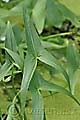 Sagittaria sagittifolia - šípatka střelolistá - list - 15.8.2010 - Lanžhot (BV) - Obora Soutok