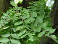 Koelreuteria paniculata - svitel latnatý - list - 12.8.2004 - Lednice (BV) - zámecký park