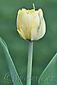 Tulipa Akebono - tulipán Akebono - celá rostlina - 8.4.2011 - Lanžhot (BV) - soukromá zahrada