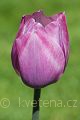 Tulipa 'Dreaming Maid' tulipán 'Dreaming Maid'