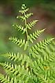 Pteridium aquilinum - hasivka orličí - list - 16.6.2010 - Praha (PH) - Botanická zahrada UK Praha