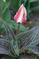 Tulipa greigi Mary Ann - tulipán Greigův Mary Ann - celá rostlina - 10.4.2007 - Lanžhot (BV) - soukromá zahrada