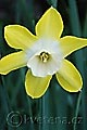 Narcissus Dicksickel - narcis Dicksickel - květ - 28.4.2008 - Lanžhot (BV) - soukromá zahrada