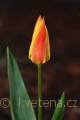 Tulipa kaufmanniana Giuseppe Verdi - tulipán Kaufmanův Giuseppe Verdi - květ - 10.3.2007 - Lanžhot (BV) - soukromá zahrada