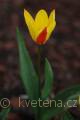 Tulipa kaufmanniana Giuseppe Verdi - tulipán Kaufmanův Giuseppe Verdi - celá rostlina - 10.3.2007 - Lanžhot (BV) - soukromá zahrada